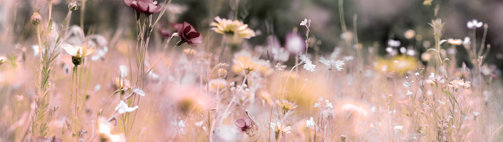 Veld met wilde bloemen