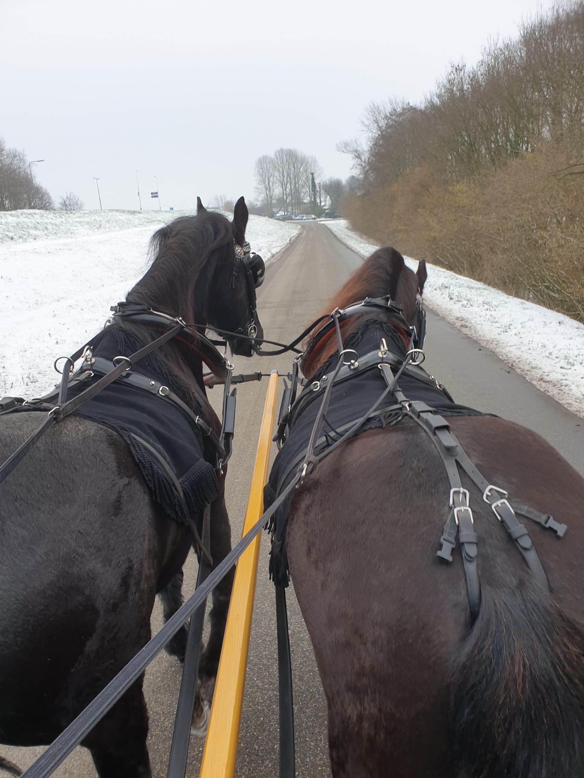 Paarden