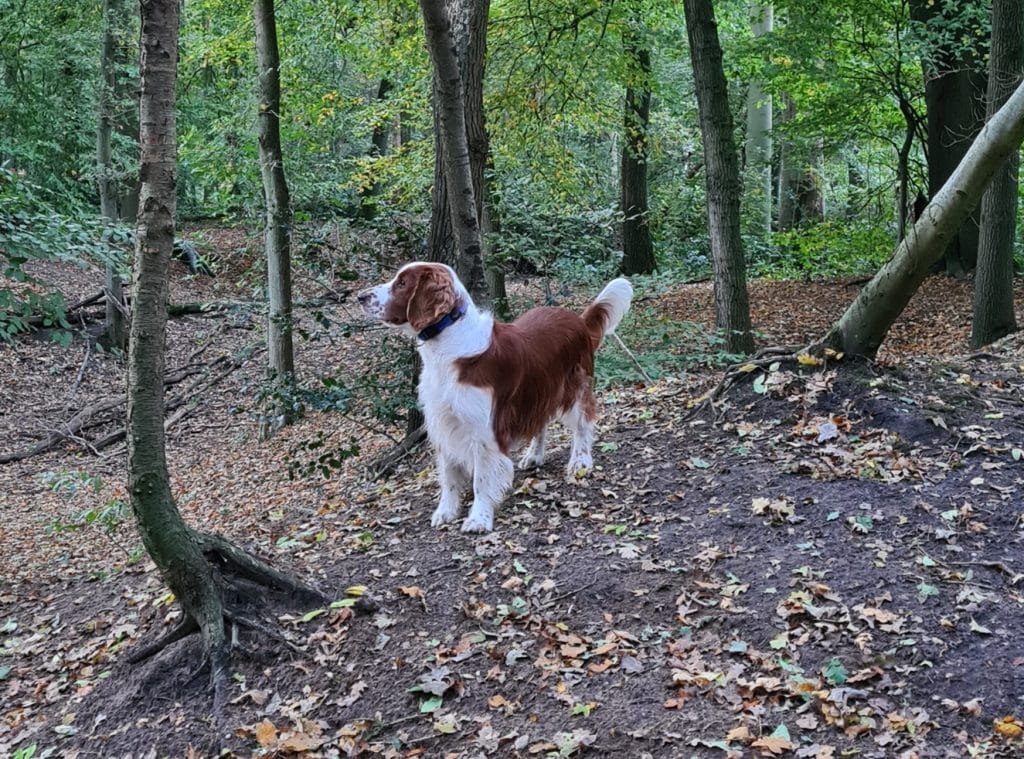 Onze hond Maas