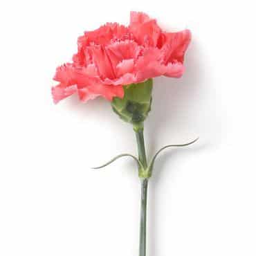 Roze anjer om een overleden moeder te gedenken op Moederdag