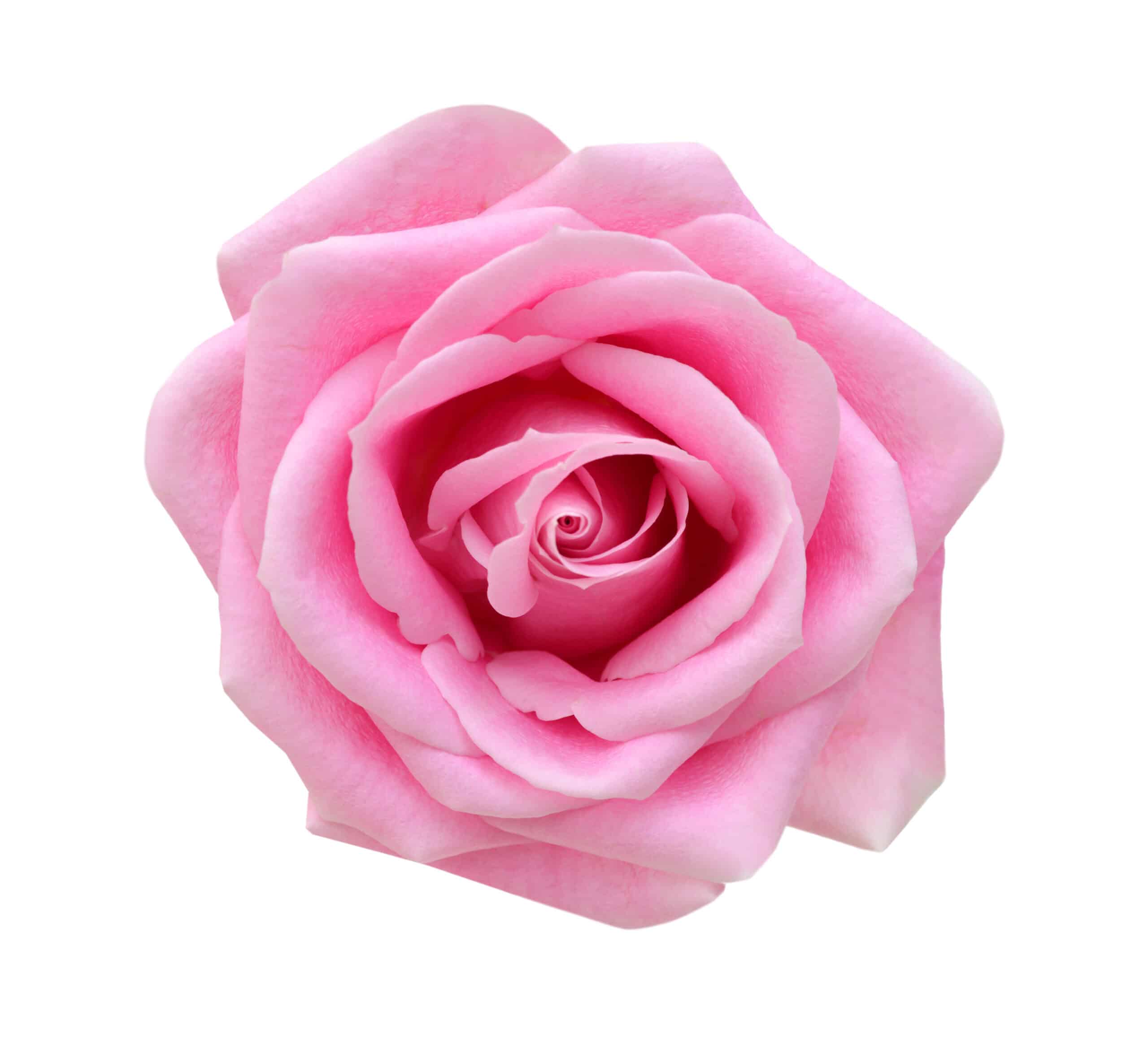 Roze uitvaart