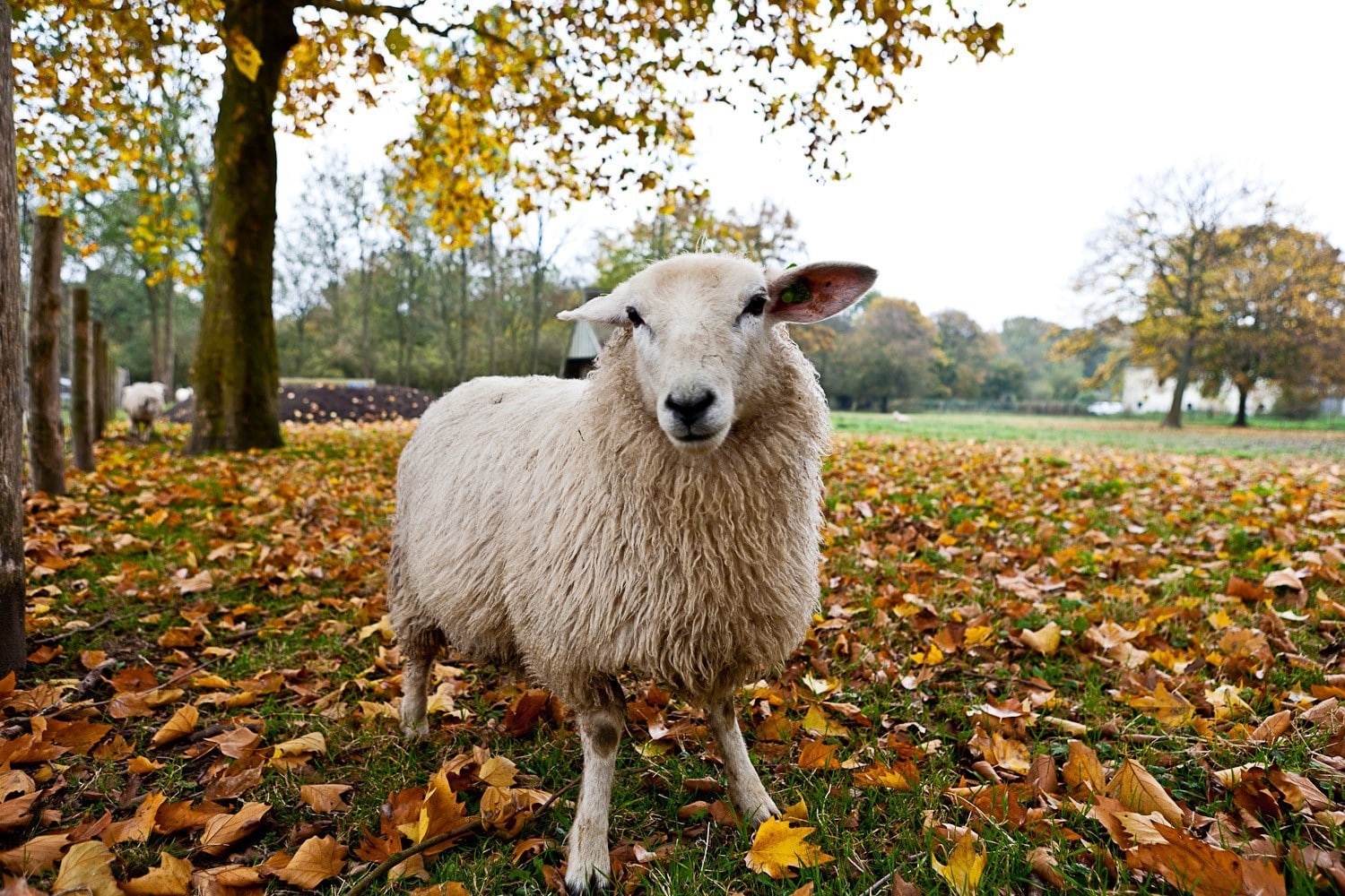 Schapen