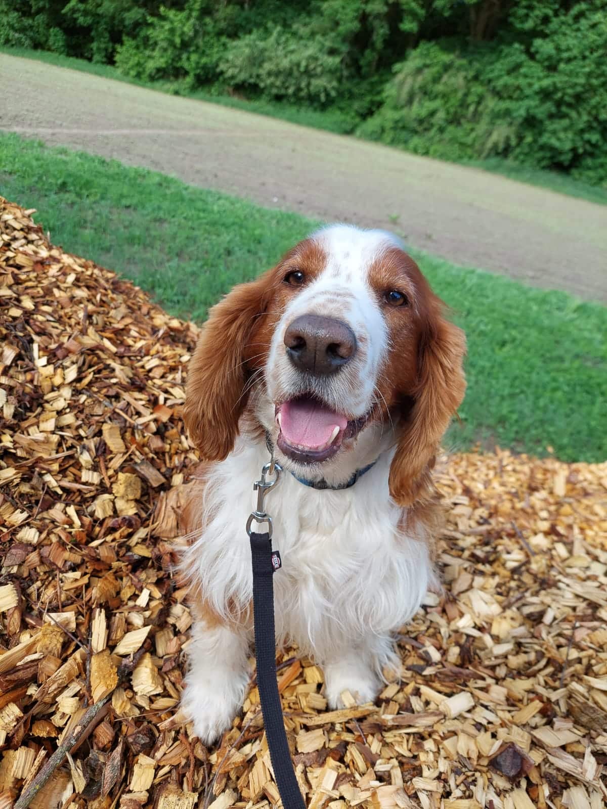 Onze hond Maas, de uitvaart van je beste vriend